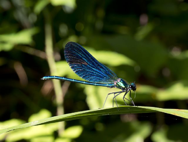 Calopteryx ?